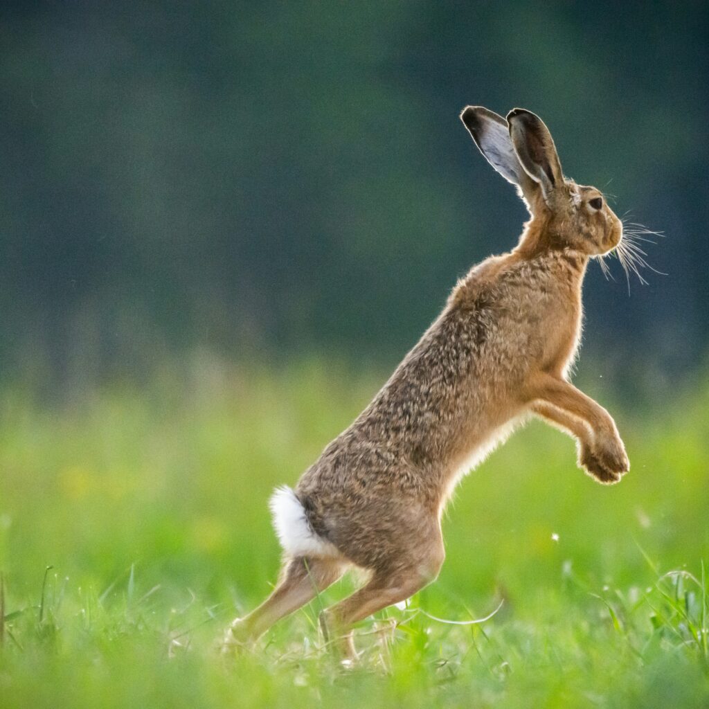 boxing hare fighting another hare haha